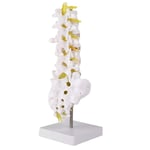Zyyini Human Lumbar Model, 1:1 Precise Scale Human Lumbar Spine Model Made of Durable PVC Material Come with Base, Suitable for Teaching