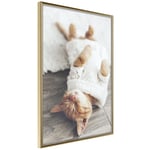 Plakat - Lazy Cat - 30 x 45 cm - Guldramme