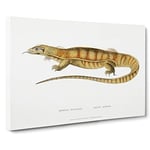 Yellow Monitor Lizard by John Edward Gray Canvas Print for Living Room Bedroom Home Office Décor, Wall Art Picture Ready to Hang, 30 x 20 Inch (76 x 50 cm)
