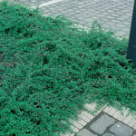 Omnia Garden Prydnadsbuske Krypoxbär Cotoneaster suecicus Skogholm, 3-pack GTG20555-3