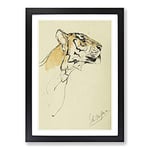 Big Box Art Study of A Tiger Vol.2 by John Macallan Swan Framed Wall Art Picture Print Ready to Hang, Black A2 (62 x 45 cm)