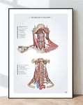 Affisch anatomi - muskler i nacken