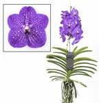 Plant In A Box - Vanda New Blue - Orchidée tropicale - Magnifique couleurs - Hauteur 55-65cm - Bleu
