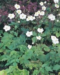 Höstanemon 'Honorine Jobert' 2-p