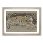 Big Box Art Study of A Tiger Vol.1 by John Macallan Swan Framed Wall Art Picture Print Ready to Hang, Oak A2 (62 x 45 cm)