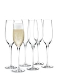 Cabernet Champagneglas 29 Cl 6 Stk. Holmegaard