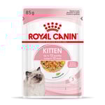 Royal Canin Kitten i gelé - 48 x 85 g
