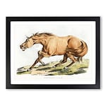Light Brown Horse By Henry Alken Vintage Framed Wall Art Print, Ready to Hang Picture for Living Room Bedroom Home Office Décor, Black A2 (64 x 46 cm)