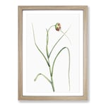 Big Box Art Garlic Flower in Bloom by Pierre-Joseph Redoute Framed Wall Art Picture Print Ready to Hang, Oak A2 (62 x 45 cm)
