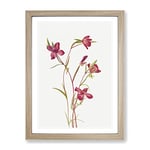 Farewell To Spring Flowers By Mary Vaux Walcott Vintage Framed Wall Art Print, Ready to Hang Picture for Living Room Bedroom Home Office Décor, Oak A4 (34 x 25 cm)