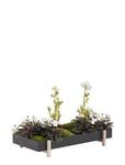 Botanic Tray *Villkorat Erbjudande Home Decoration Flower Pots Svart Design House Stockholm