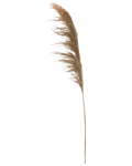 Eternell pampasgräs 140 cm