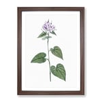 Lilac Morning Glory Flowers By Pierre Joseph Redoute Vintage Framed Wall Art Print, Ready to Hang Picture for Living Room Bedroom Home Office Décor, Walnut A4 (34 x 25 cm)