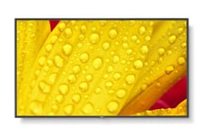 NEC MultiSync M651-2 65" Display
