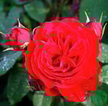 Flerblommig buskros 'Look Good Feel Better' 10-p