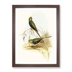 Blue Banded Grass Parakeet Birds By Elizabeth Gould Vintage Framed Wall Art Print, Ready to Hang Picture for Living Room Bedroom Home Office Décor, Walnut A4 (34 x 25 cm)