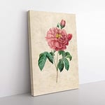 Big Box Art Pink Blush Cabbage Rose by Pierre-Joseph Redoute Canvas Wall Art Print Ready to Hang Picture, 76 x 50 cm (30 x 20 Inch), Beige, Green, Beige, Purple
