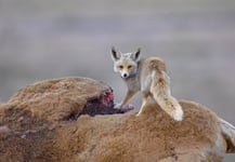 Desert Fox With A Carcass Poster 30x40 cm