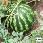 Eco Grow Fröpåse Vattenmelon Sugar Baby 10001366