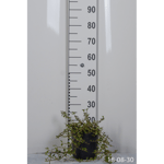 Prydnadsbuske Småbladigt Krypoxbär 20-30 cm Omnia Garden
