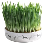 Keramikskål med kattgräs
