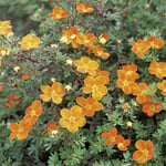 Omnia Garden Prydnadsbuske Ölandstok Orangegul Potentilla fruticosa Hopleys Orange, 1-pack GTG21520