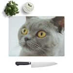 Glass Chopping Board - British Shorthair Cat - Textured Worktop Saver Cutting Board - Heat Resistant, Shatterproof and Hygenic - 39 x 28.5 cm