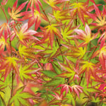 @plant Prydnadsbuske @Plant Japansk Lönn Tsuma Gaki Acer palmatum 'Tsuma gaki', 3-pack