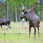 Viltstängsel Häggroth stängsel med S-lock Metall 208cmx50m
