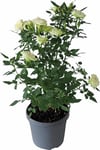 Ros lat. Rosa Kordana Serien 'Mors Dag'