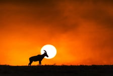 Sunset In Massai Mara Poster 30x40 cm