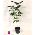 LONGAN-växt ’Dimocarpus Longan’ - kruka Ø 19 cm - h. 60-70 cm