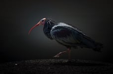 Red-cheeked Ibis Poster 21x30 cm