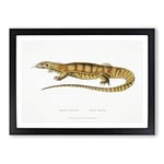 Big Box Art Yellow Monitor Lizard by John Edward Gray Framed Wall Art Picture Print Ready to Hang, Black A2 (62 x 45 cm)