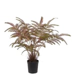 Mr Plant, Ormbunke 70 cm
