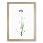 Big Box Art Rosy Garlic Flowers by Pierre-Joseph Redoute Framed Wall Art Picture Print Ready to Hang, Oak A2 (62 x 45 cm)