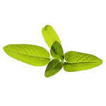 Click and Grow Smart Garden Refill 3-pack - Salvia
