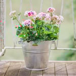 ZinkGarden  Hink 8L, Zink