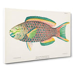 Tropical Fish by Henry Baldwin Canvas Print for Living Room Bedroom Home Office Décor, Wall Art Picture Ready to Hang, 30 x 20 Inch (76 x 50 cm)