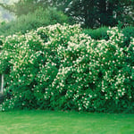 Omnia Garden Buske Smultronschersmin 30-50 cm Philadelphu mont blanc cm, 10 st 101045-10