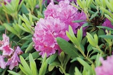Parkrododendron lat. Rhododendron Catawbiense Lila