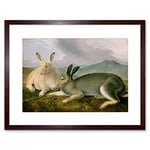 Wee Blue Coo Painting Animal Audubon American Arctic Hare Framed Wall Art Print