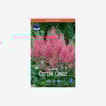 Astilbe, Cotton Candy