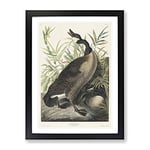 Canada Goose By John James Audubon Vintage Framed Wall Art Print, Ready to Hang Picture for Living Room Bedroom Home Office Décor, Black A3 (34 x 46 cm)