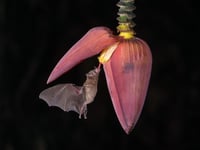 Lonchophylla Robusta Orange Nectar Bat Poster 21x30 cm
