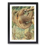 Big Box Art Vintage Karl Ludwig Hartig Bolivian Three-Toed Sloth Framed Wall Art Picture Print Ready to Hang, Black A2 (62 x 45 cm)