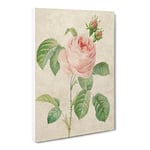 Shrub Rose In Pink By Pierre Joseph Redoute Vintage Canvas Wall Art Print Ready to Hang, Framed Picture for Living Room Bedroom Home Office Décor, 24x16 Inch (60x40 cm)
