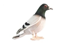 Pigeon 6299 Plush Soft Toy Bird by Hansa Creation Sold by Lincrafts UK Est. 1993