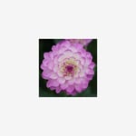 Dahlia, Blue Wish
