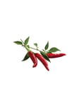 Smart Garden Refill 3-pack - Chili Pepper